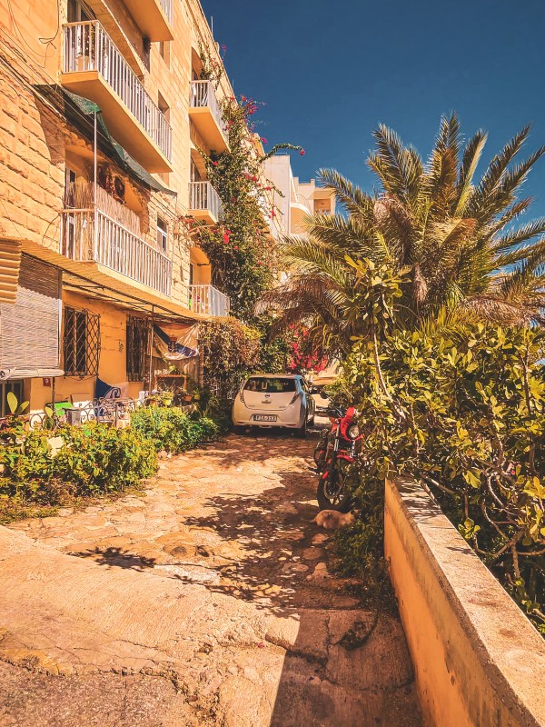 Palm trees beside residential buildings in Malta.